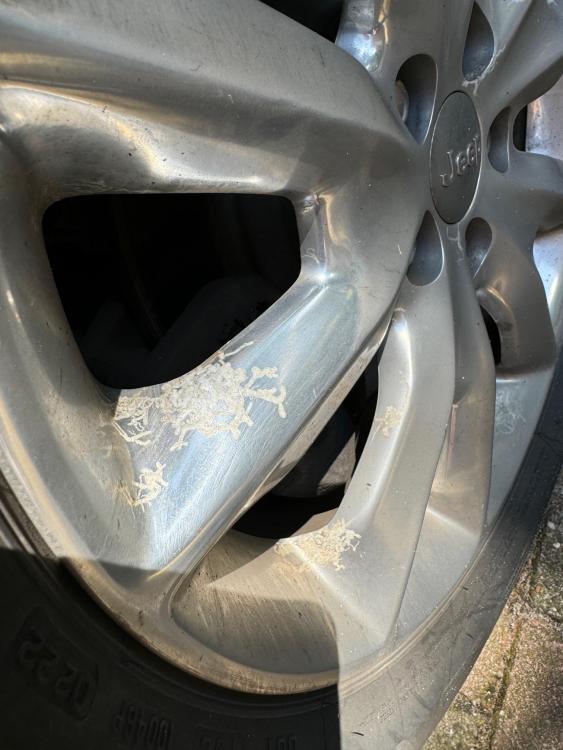 filiforme corrsoie.JPG