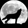 darkwolf